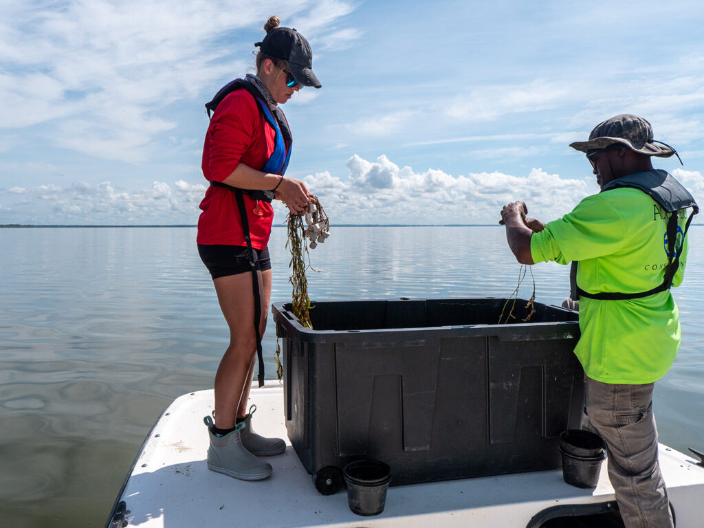 Lake Apopka in Florida is experiencing a recovery in water quality and wildlife. Restoration efforts have led to improved water clarity and the return of native vegetation and wildlife.