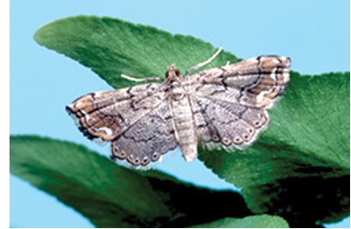 The Southwest Florida Water Management District is using a moth to combat the invasive Old World climbing fern, which threatens the Green Swamp. Bio-control organisms are also being introduced.