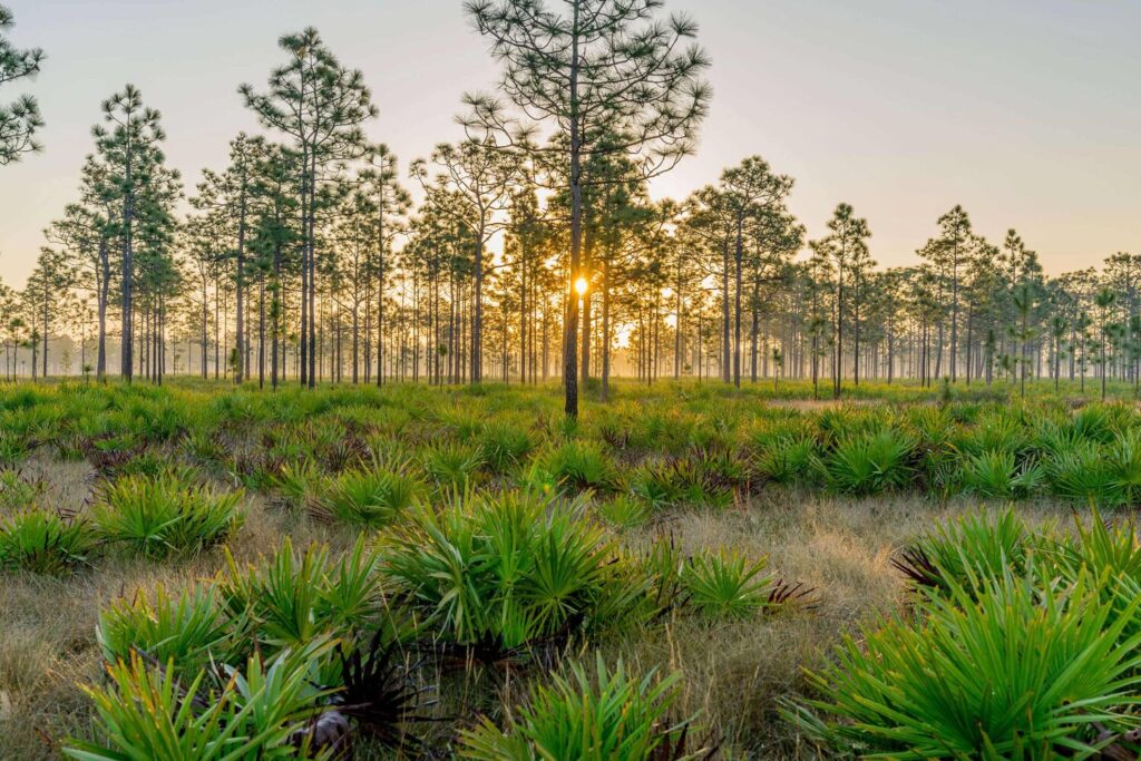 Preserving Florida's Natural Habitat