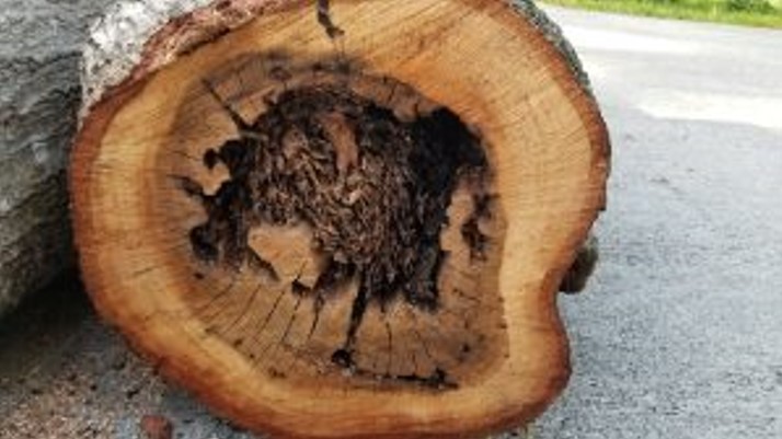 UF/IFAS:Fallen trees can reveal hidden termites 