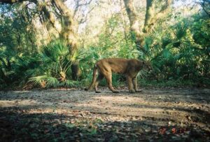 Save the Florida Panther