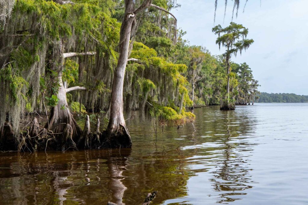 Lower St. Johns River restoration