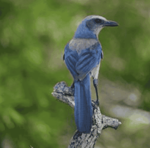 Scrub Jays