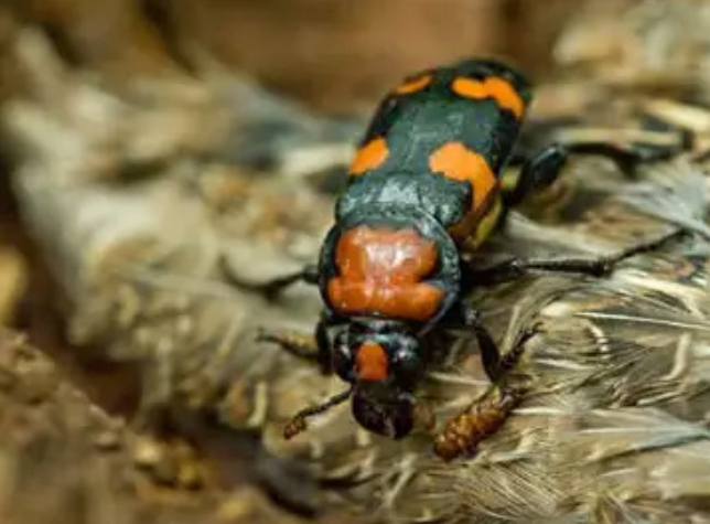 Insect Populations Are Declining