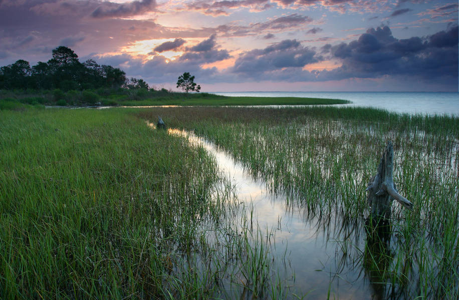 A Florida coastal marsh and wetland grasses at sunset
