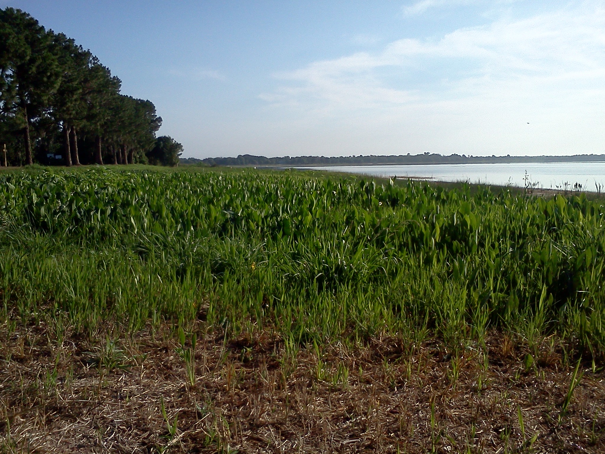 Lake Yale, Florida