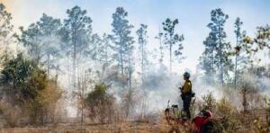 Firefighter working at Lochloosa fire