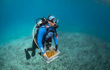 Mote Marine Laboratory diver